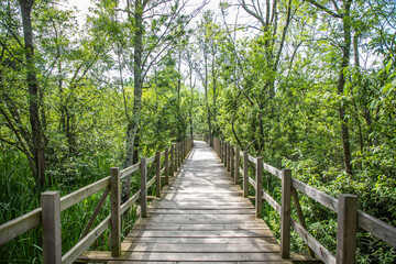 Fototapeta premium Acarlar Flood plain Forest (Turkish: Acarlar Golu Longozu) is a floodplain forest located in Sakarya Province, Turkey.
