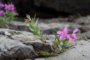 Dwarf fireweed, or Chamaenerion latifolium, flowering in the Icelandic highlands. It is the...