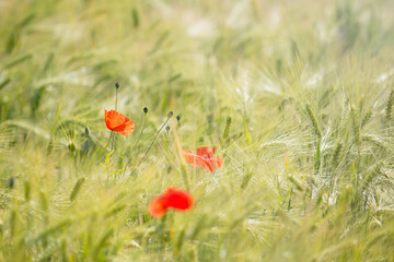 Red poppy flowers and oat plants in summer field, blurred nature background