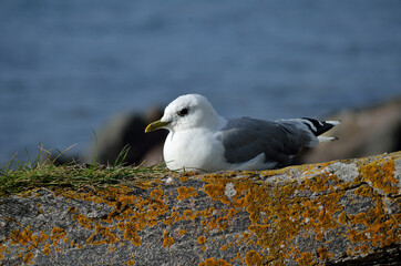 beautiful seagull resting on seashore boulder in warming sunshine
