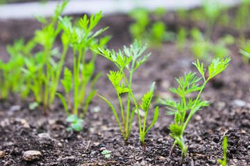 Young green shoots of carrots in the garden on the bed.