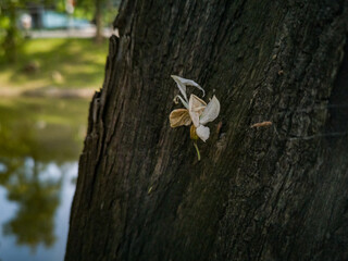 White dry flower on spider's web on the tree