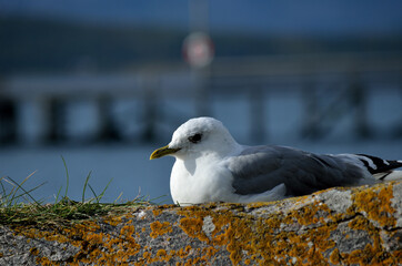 beautiful seagull resting on seashore boulder in warming sunshine