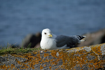 beautiful seagull resting on seashore boulder in warming sunshine
