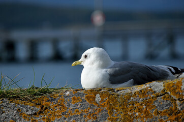 beautiful seagull resting on seashore boulder in warming sunshine