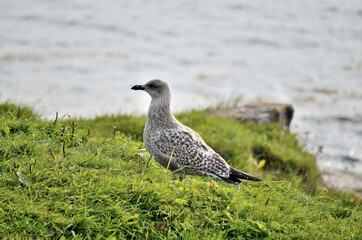 seagull posing on green seashore
