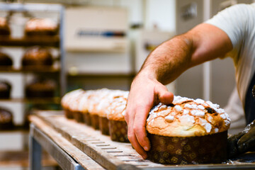 pastry chef in professional kitchen preparing and baking milanese panettone in christmas time....