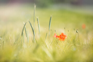 Oat plants and red poppy flowers in summer field, blurred nature background