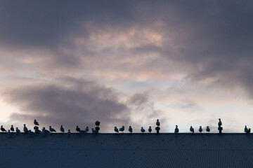 Silhouette of a flock of birds sitting on a roof.