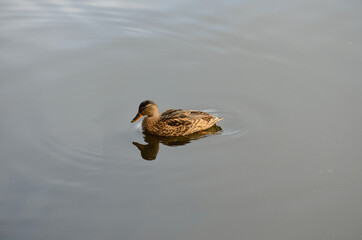 beautiful mallard duck swimming on calm summer pond