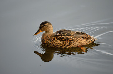 beautiful mallard duck swimming on calm summer pond