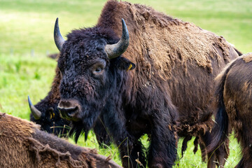 Bisons, Wisente auf der Weide.
