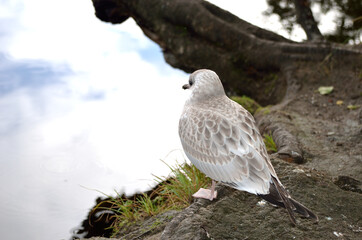 beautiful seagull posing next to summer pond