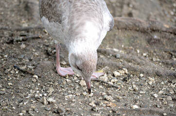 seagull wandering on pond shore