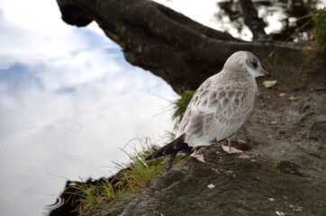 beautiful seagull posing next to summer pond