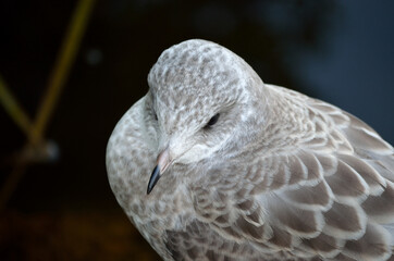 beautiful white seagull in summer closeup