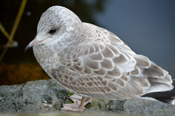 beautiful white seagull in summer closeup
