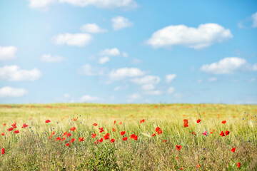 Red poppy flowers field against the blue sky in summer, nature background