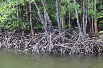 Racines de palétuviers, mangrove à Kho Lanta, Thaïlande	