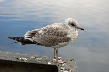 beautiful seagull posing next to summer pond
