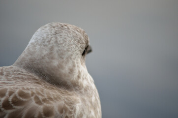 beautiful white seagull in summer closeup