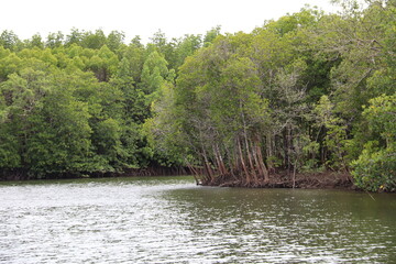 Mangrove à Kho Lanta, Thaïlande	