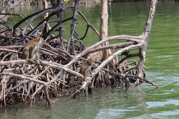 Singes de mangrove à Kho Lanta, Thaïlande	