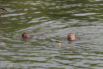 Fototapeta premium Singes de mangrove à Kho Lanta, Thaïlande 
