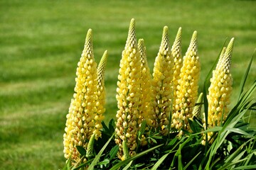 Łubin, ż&oacute;łty kwiat na zielonym tle