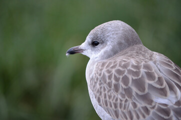 beautiful seagull closeup profile