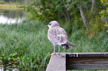 beautiful seagull posing next to summer pond