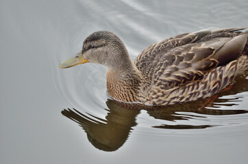 beautiful mallard duck swimming on calm summer pond