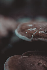 mushroom in the forest