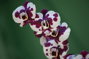Purple Orchid