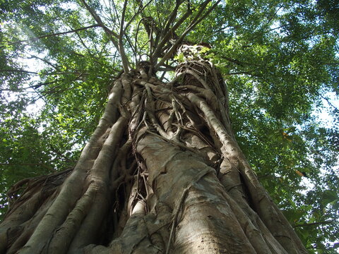 Magnifique arbre centenaire dans le parc de Yangoon, Myanmar