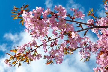 Cherry blossom with pink flowers.