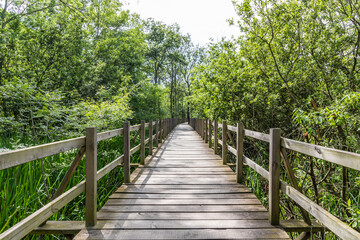 Fototapeta premium Acarlar Flood plain Forest (Turkish: Acarlar Golu Longozu) is a floodplain forest located in Sakarya Province, Turkey.