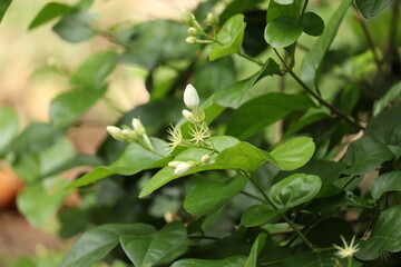 jasmine flower in a garden