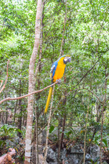 yellow billed toucan