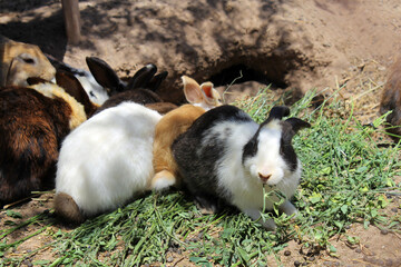 Many rabbits, lots of food