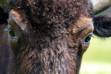 Bisons, Wisente auf der Weide.