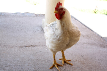 Red and white, waiting for food