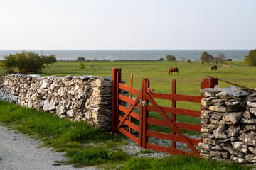 A stone wall fence with a red wooden gate in Faro Island, Sweden. Horses grazing in the distance and the Baltic sea in the distance.