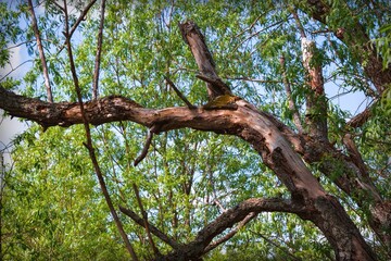 Abstract background with branches of an old tree