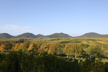 Vineyard rhine valley palatine nice weather bule sky beautiful colors