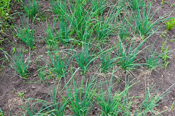 Young green onions sevok on a bed in the spring in the garden.