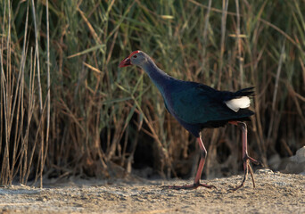 Portrait of a Grey-headed Swamphen at Asker Marsh, Bahrain