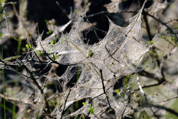 Netz der Gespinstmotte