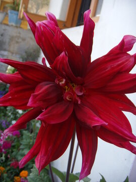 closeup of an isolated maroon dahlia flower