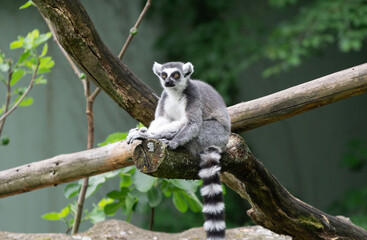 Katta auf einem Ast im Zoo